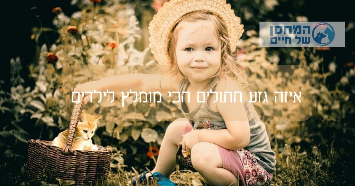 איזה גזע חתולים הכי מומלץ לילדים